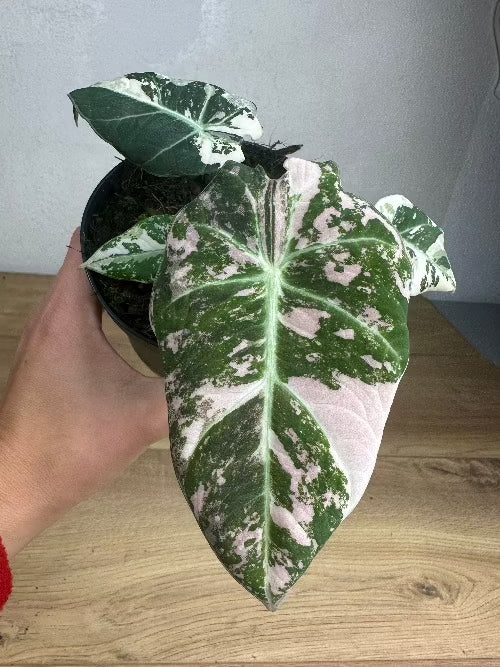 Alocasia Black Velvet Pink Variegata 