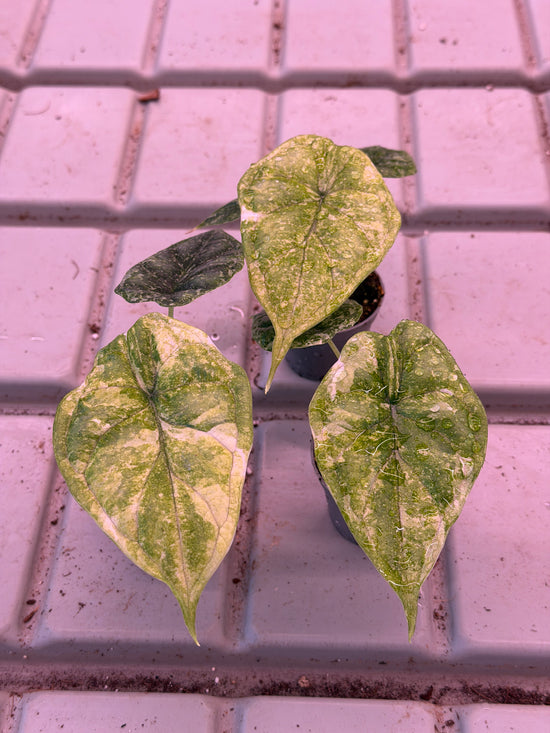 Alocasia Dragon Scale Splash Variegata
