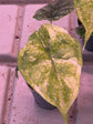 Alocasia Dragon Scale Splash Variegata