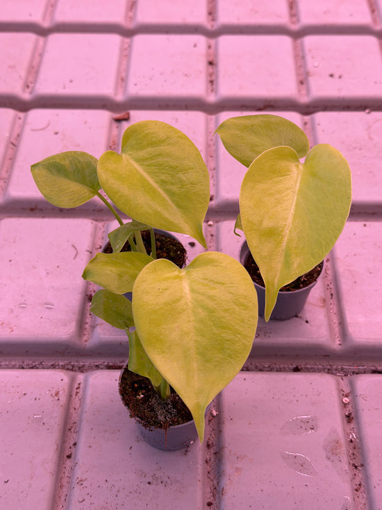 Monstera Deliciosa Lime Variegata