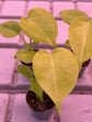 Monstera Deliciosa Lime Variegata
