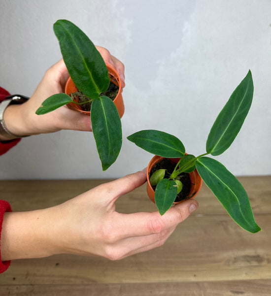 Anthurium Warocqueanum "Dark Form"
