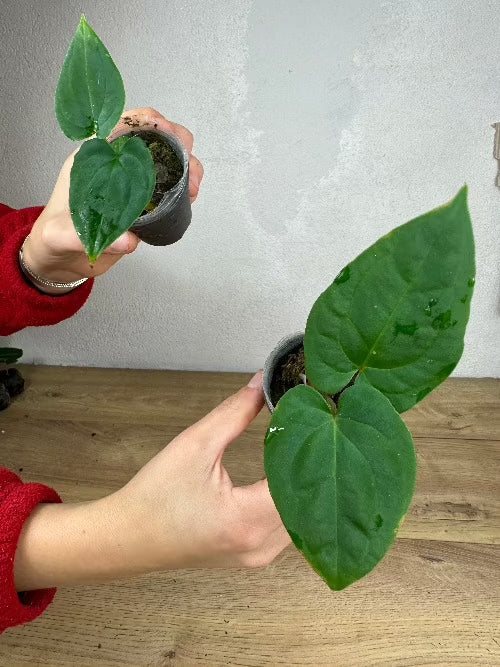 Anthurium Papillilaminum ( Ree Garden) x Besseae aff. No.22