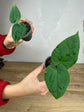 Anthurium Papillilaminum ( Ree Garden) x Besseae aff. No.22