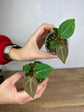 Anthurium Besseae aff. x (Zara x Michelle) No.38