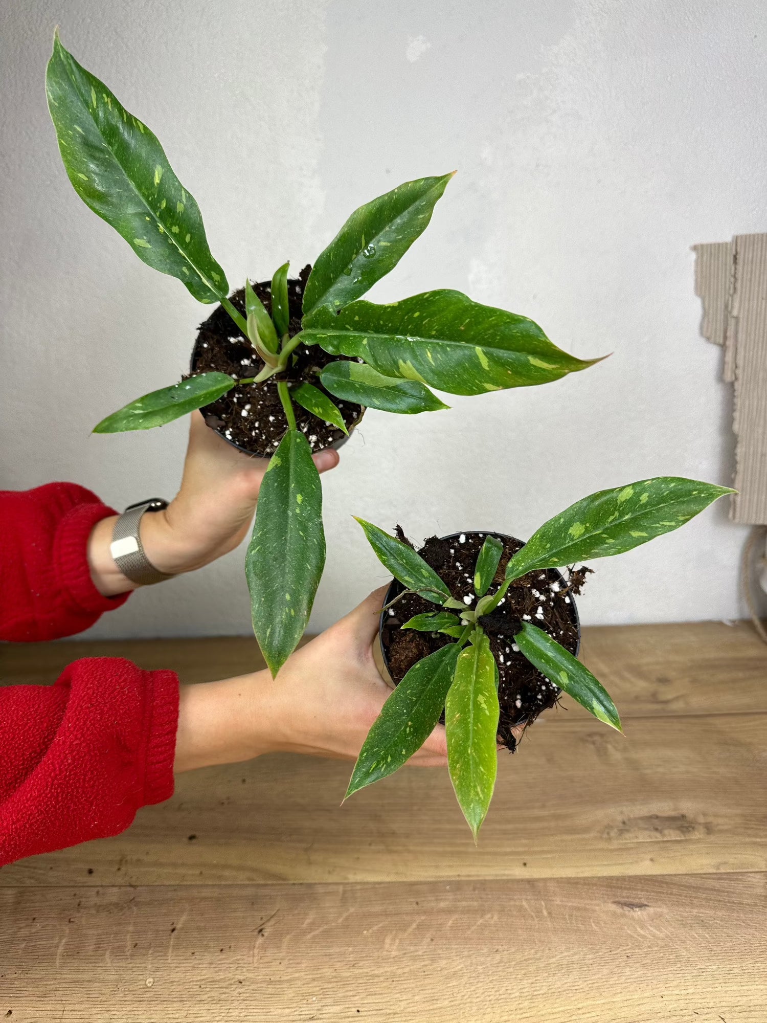 Philodendron Ring of Fire