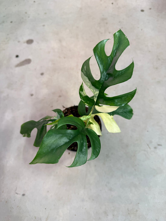 Rhaphidophora Tetrasperma Variegated
