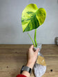 Monstera Aurea