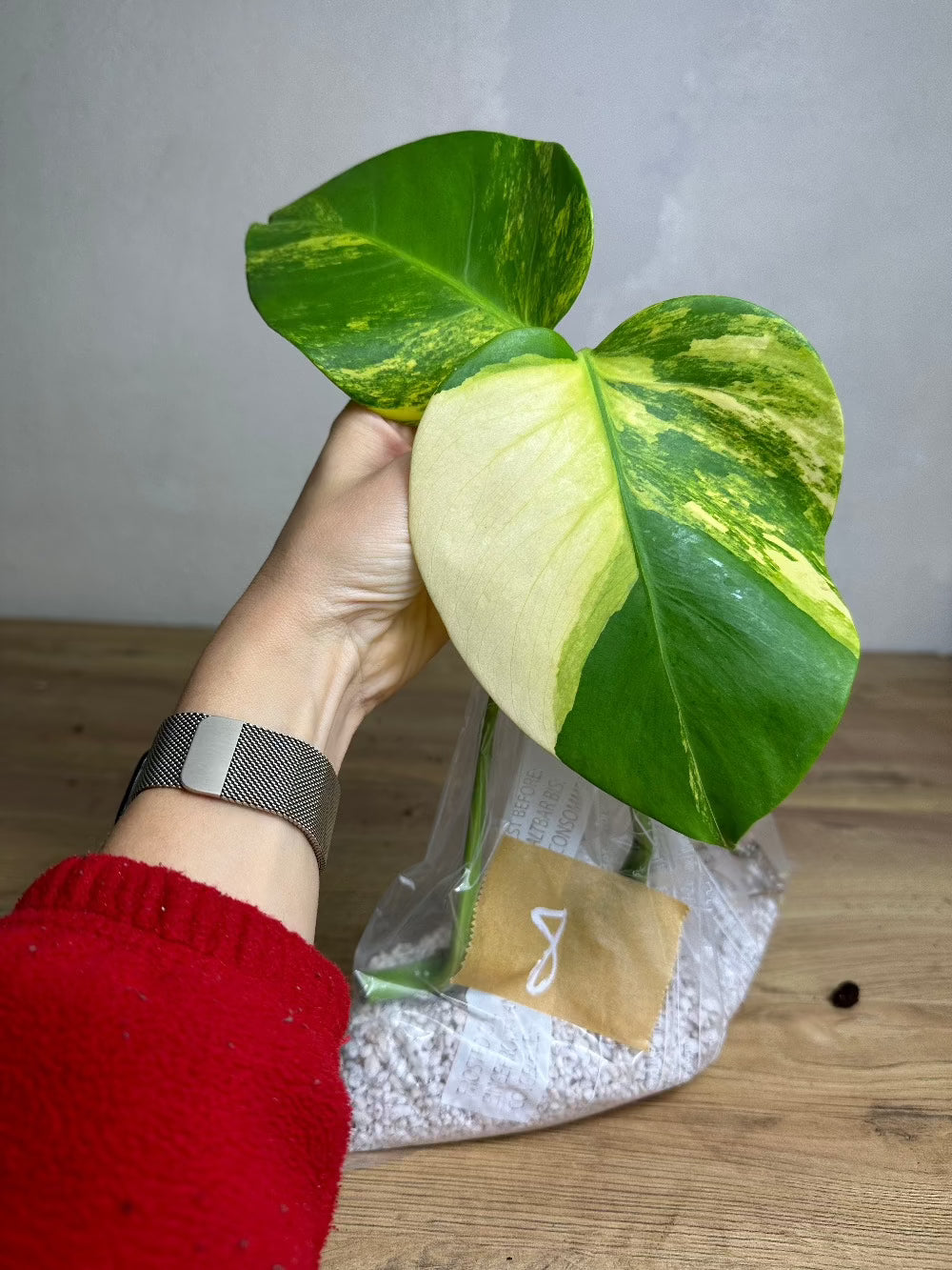 Monstera Aurea