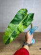 Philodendron Whipple Way Cutting (Grade A)