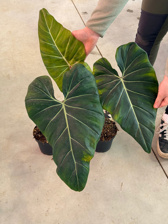 Philodendron Gloriosum x Maximum Variegata
