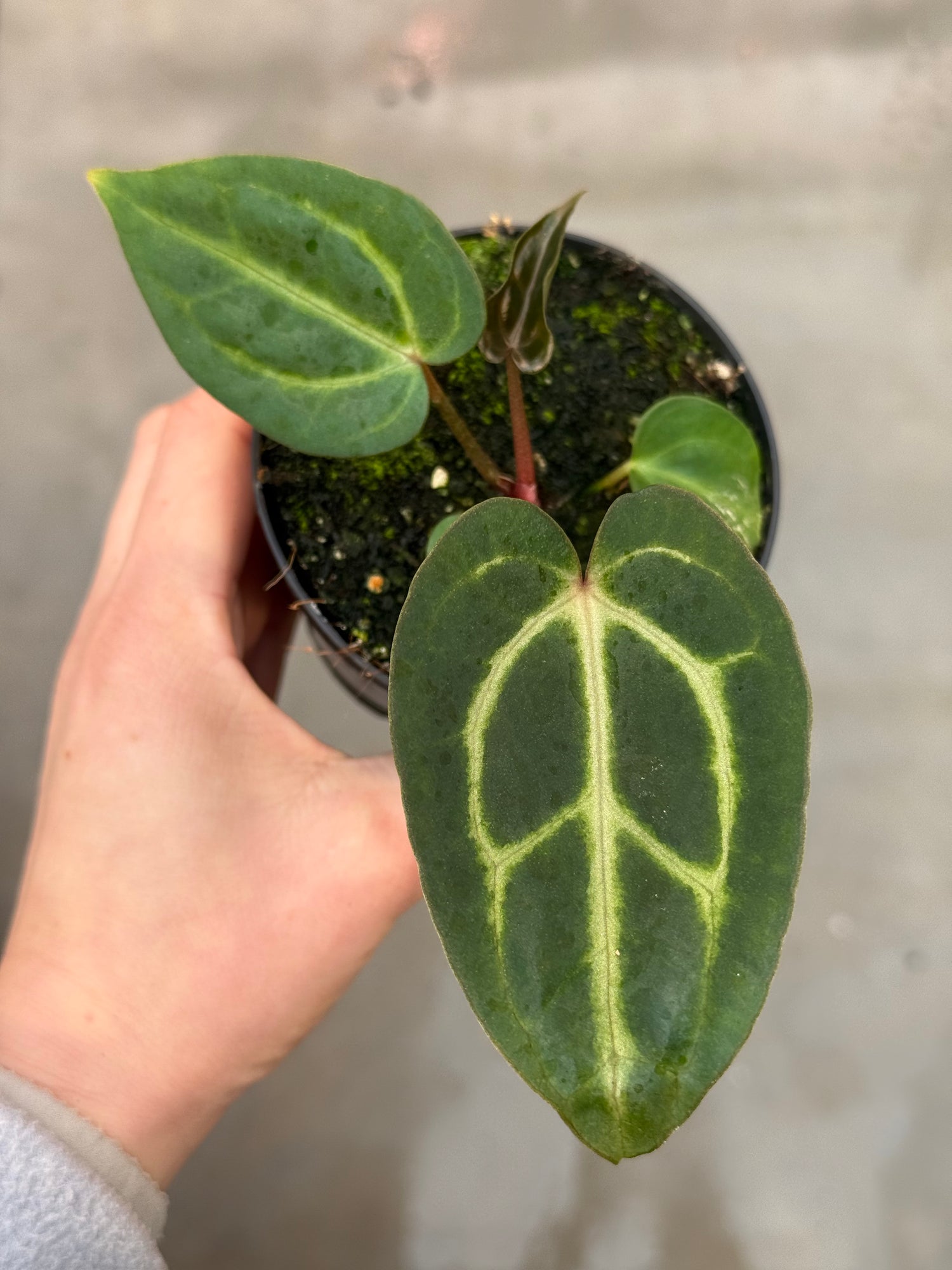 anthurium m Anthurium Carlablackiae M – Harmony Plants