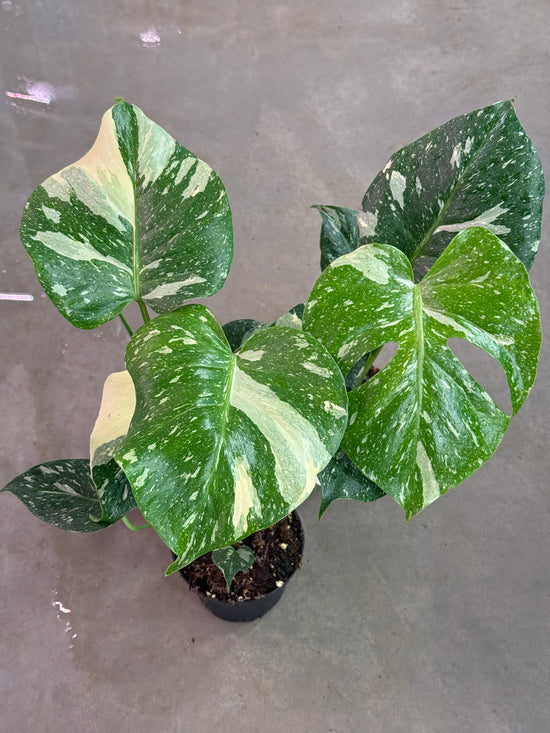 Monstera Thai Constellation