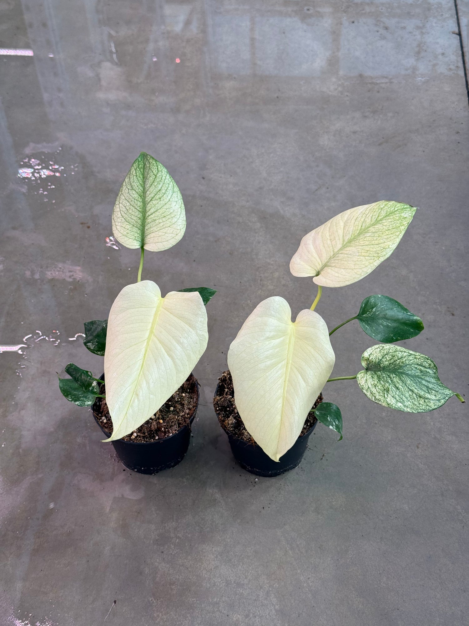 mint monstera for sale Monstera Mint Deal