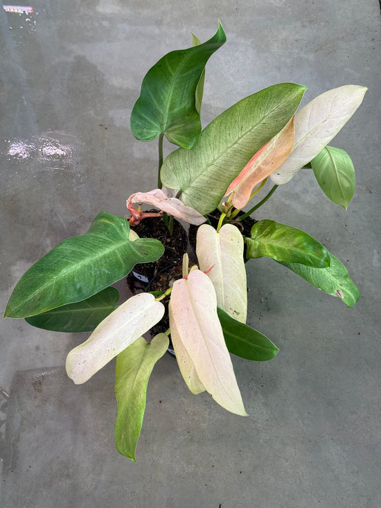 Philodendron Whipple Way