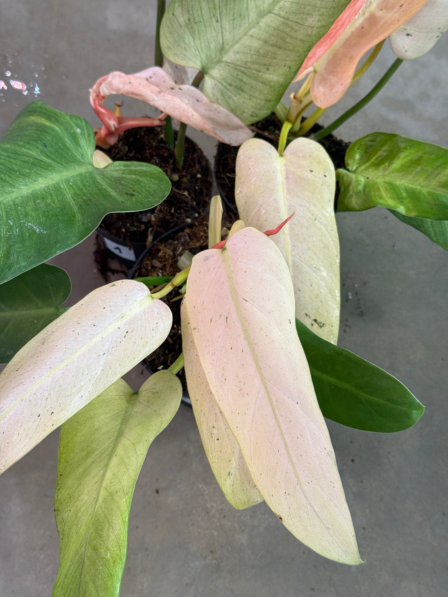 philodendron whipple way origin Philodendron Whipple Way