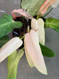 Philodendron Whipple Way