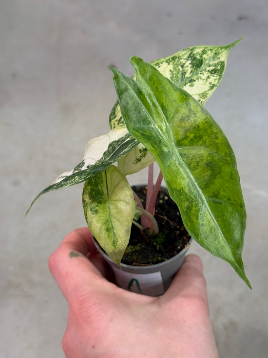Alocasia Pink Dragon Nairobi Nights Variegata