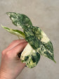 Alocasia Dragon Scale Variegata