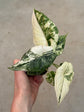 Alocasia Dragon Scale Variegata