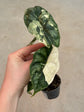 Alocasia Dragon Scale Variegata