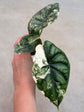 Alocasia Dragon Scale Variegata