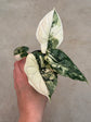 Alocasia Dragon Scale Variegata