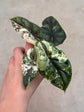 Alocasia Dragon Scale Variegata