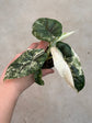 Alocasia Dragon Scale Variegata