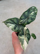 Alocasia Dragon Scale Variegata