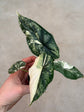 Alocasia Dragon Scale Variegata