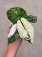Alocasia Dragon Scale Variegata