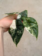 Alocasia Dragon Scale Variegata