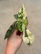 Alocasia Dragon Scale Variegata