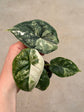 Alocasia Dragon Scale Variegata