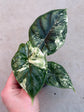 Alocasia Dragon Scale Variegata