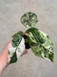 Alocasia Dragon Scale Variegata