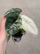 Alocasia Dragon Scale Variegata