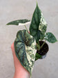 Alocasia Dragon Scale Variegata