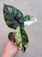 Alocasia Dragon Scale Variegata