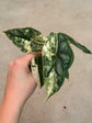 Alocasia Dragon Scale Variegata