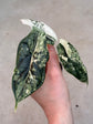Alocasia Dragon Scale Variegata
