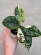 Alocasia Dragon Scale Variegata