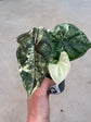 Alocasia Dragon Scale Variegata