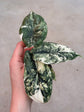 Alocasia Dragon Scale Variegata