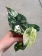 Alocasia Dragon Scale Variegata