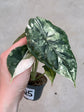 Alocasia Dragon Scale Variegata