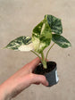 Alocasia Dragon Scale Variegata