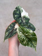 Alocasia Dragon Scale Variegata