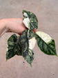 Alocasia Dragon Scale Variegata